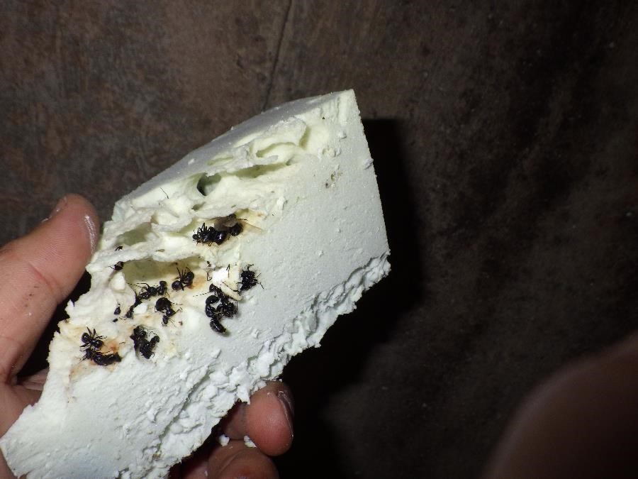 Fourmis charpentières