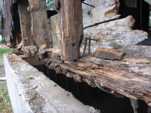 Vice cache, structure en bois endommagée par les fourmis charpentières
